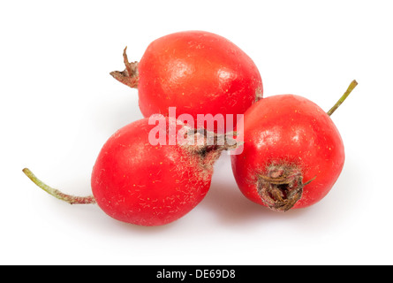 Paradise crab apple trois sur fond blanc Banque D'Images