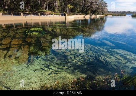 Nage du poisson sur fond peut être clairement vu dans la zone de baignade de Salt Springs Recreation Area dans le centre de la Floride Banque D'Images