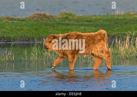 Highland cattle rouge (Bos taurus) calf trottant dans de l'eau dans le champ Banque D'Images