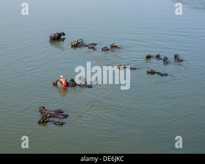 L'Inde, Uttar Pradesh, Agra, l'homme de l'eau de lavage dans la rivière Yamuna buffalo Banque D'Images