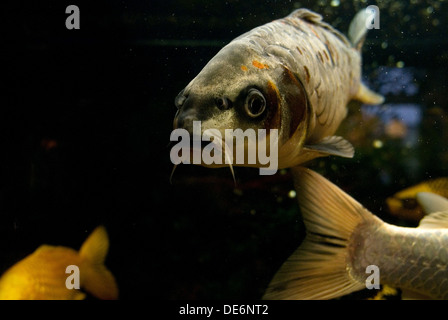 Luebbecke, Allemagne, carpes koï dans l'aquarium Banque D'Images