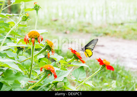 Papillon sur fleur rouge Banque D'Images