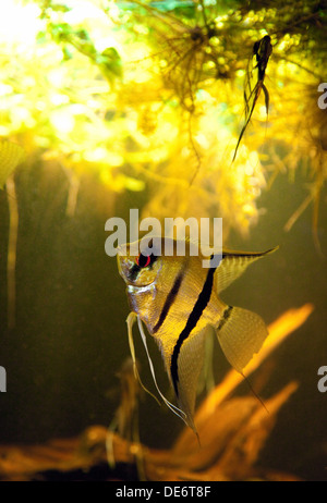 Poissons-Anges, d'eau douce - Pterophyllum scalare du fleuve Amazone, en Amérique du Sud Banque D'Images