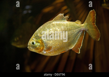 Denté poisson Piranha, Lobe - Pygopristis denticulata, à partir de la Basse Amazonie, Amérique du Sud Banque D'Images