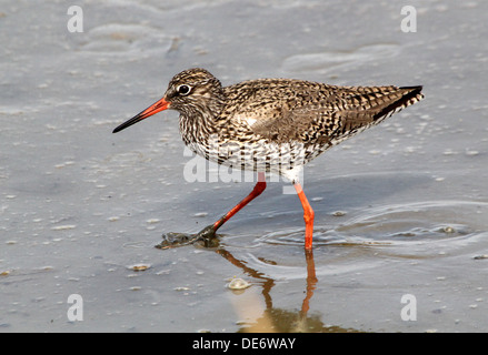 Chevalier Gambette (Tringa totanus) à marée basse près de la côte néerlandaise Banque D'Images