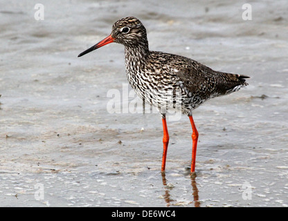 Chevalier Gambette (Tringa totanus) à marée basse près de la côte néerlandaise Banque D'Images