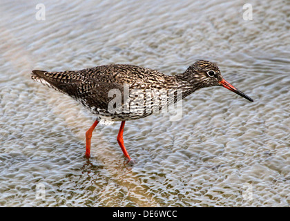 Chevalier Gambette (Tringa totanus) à marée basse près de la côte néerlandaise Banque D'Images