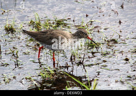 Chevalier Gambette (Tringa totanus) à marée basse près de la côte néerlandaise Banque D'Images