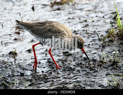 Chevalier Gambette (Tringa totanus) à marée basse près de la côte néerlandaise Banque D'Images