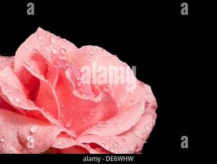 Belle rose rose avec des gouttes d'eau sur noir Banque D'Images