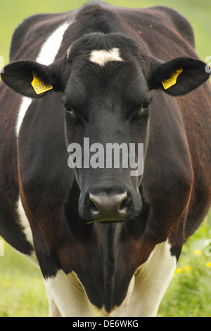 Fresian cow dans les pâturages, Derbyshire Peak District Banque D'Images