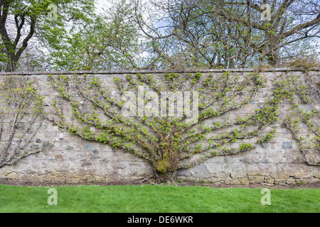 Arbres Espaliered dans le jardin clos à Pittodrie près de Monymusk dans l'Aberdeenshire, en Écosse. Banque D'Images