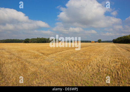 Un champ de chaume doré avec de grandes piles de bottes de paille et forêt lointaine sous un ciel nuageux bleu Banque D'Images