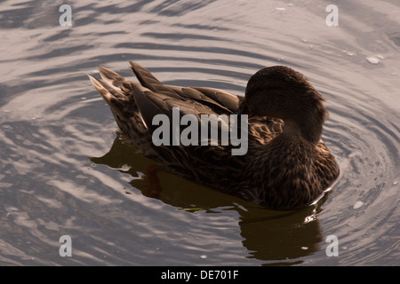 Canard colvert femelle se lissant ses plumes tout en pagayant dans la rivière Banque D'Images