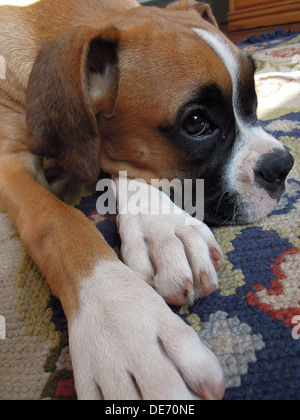 Un boxer chiot couché sur le tapis se reposant Banque D'Images