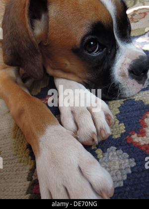 Un boxer chiot couché sur le tapis se reposant Banque D'Images