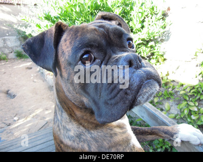 Head shot d'un jeune mâle chien boxer Banque D'Images