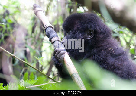 Très jeune bébé gorille enquête sur un personnel suivi de la forêt Virunga parc national de montagne Kinigi au Rwanda Banque D'Images