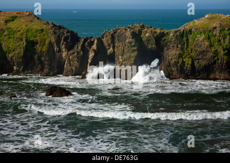 Ou01162-00...OREGON - vagues se briser à travers les arches naturelles dans la région de Elephant Rock off Point Coquille en Bandon. Banque D'Images