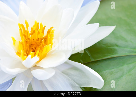 Fleur de lotus blanc ou de l'eau flottant lily Banque D'Images