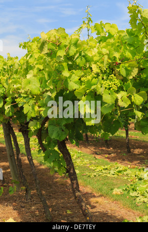 Rangées de vignes avec la maturation des grappes de raisin blanc croissant sur un vignoble à la fin de l'été à Cranbrook Kent Angleterre Royaume-uni Grande-Bretagne Banque D'Images