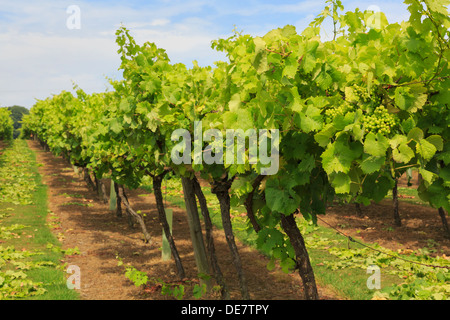 Rangées de vignes avec la maturation des grappes de raisin blanc croissant sur un vignoble à la fin de l'été saison à Cranbrook Kent Angleterre Royaume-uni Grande-Bretagne Banque D'Images