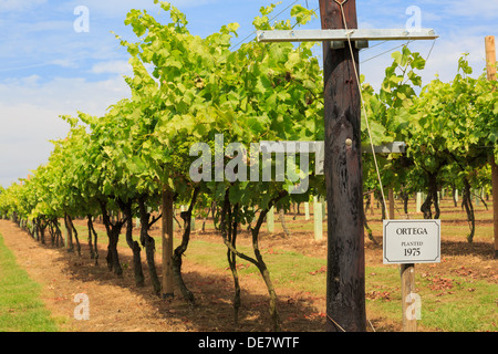 Rangées de vignes Ortega avec la maturation des grappes de raisins poussant sur un vignoble à la fin de l'été dans la région de Weald. Cranbrook Kent Angleterre Royaume-uni Grande-Bretagne Banque D'Images