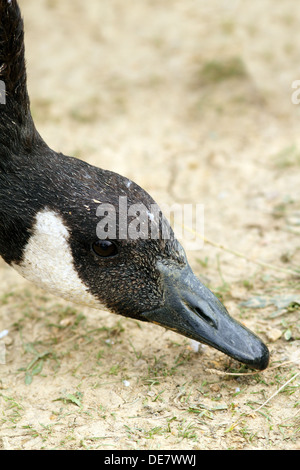 Libre d'une bernache du Canada ( Branta canadensis ) à la recherche de nourriture dans le sol Banque D'Images