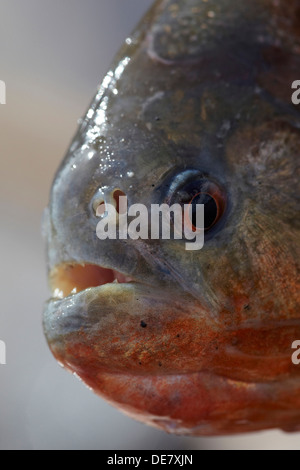 Le Piranha à ventre rouge, au Guyana, en Amérique du Sud Banque D'Images