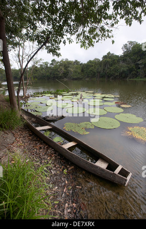 Canoës creusés dans l'eau et de Victoria de nénuphars sur un lac d'oxbow au large de la rivière Rewa, Rupununi, Guyana, en Amérique du Sud Banque D'Images