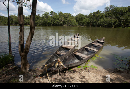 Peacock bass sur deux pirogues creusées sur un lac d'oxbow au large de la rivière Rewa, Rupununi, Guyana, en Amérique du Sud Banque D'Images