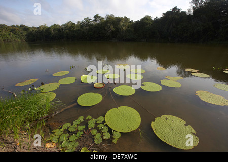 L'eau Victoria nénuphar sur un lac d'oxbow au large de la rivière Rewa, Rupununi, Guyana, en Amérique du Sud Banque D'Images