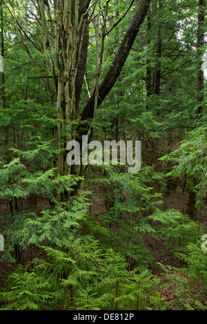 Les jeunes sapins et arbres à feuilles caduques dans la forêt tempérée WEST VIRGINIA USA Banque D'Images