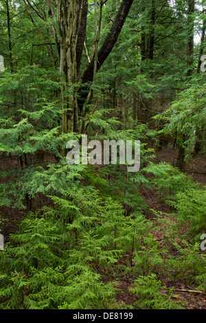 Les jeunes sapins et arbres à feuilles caduques dans la forêt tempérée WEST VIRGINIA USA Banque D'Images