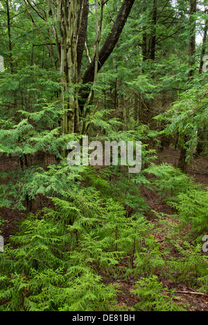 Les jeunes sapins et arbres à feuilles caduques dans la forêt tempérée WEST VIRGINIA USA Banque D'Images