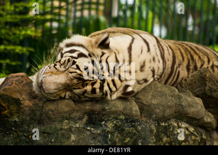 Le Sleeping Tigers. Banque D'Images