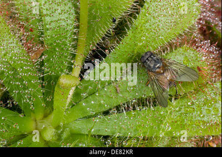 Une mouche pris sur les poils collants d'un sundew Drosera aliciae,, une plante carnivores des tourbières et marais Banque D'Images