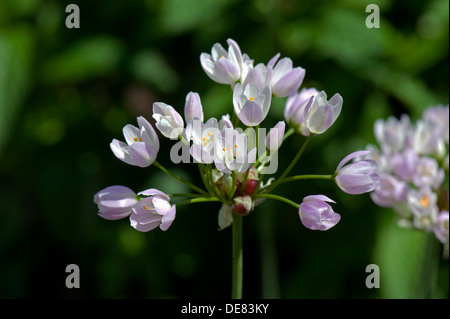 L'ail rose, Allium roseum, ombelle à fleurs, un jardin comestible plantes ornementales Banque D'Images