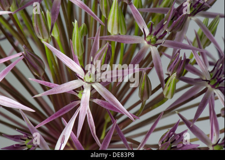 Étoile de Perse, Allium cristophii, fleurons Banque D'Images