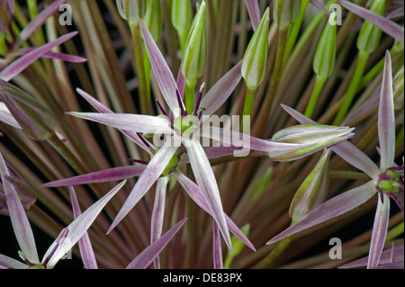 Étoile de Perse, Allium cristophii, fleurons Banque D'Images