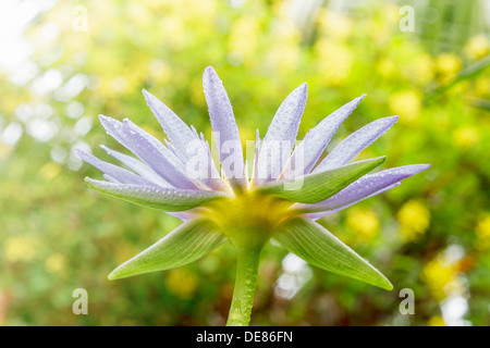 Fleur de lotus pourpre ou nénuphar fleur qui s'épanouit sur l'étang Banque D'Images