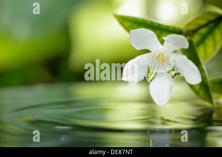 Closeup fleur blanche flottant sur l'eau en gouttelettes avec jardin. Banque D'Images