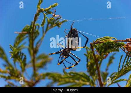 Golden Orb Weaver Spider dans web c'est dans un arbre avec un jeune bébé Banque D'Images