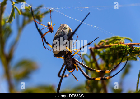 Golden Orb Weaver Spider dans web c'est dans un arbre avec un jeune bébé Banque D'Images