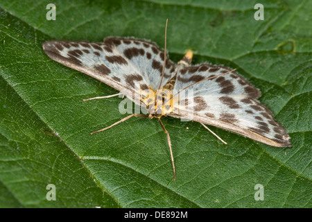 Petite Pie, Brennnessel-Zünsler, Anania hortulata, Eurrhypara hortulata, Eurrhypara urticata, Eurrhypara urticalis Banque D'Images