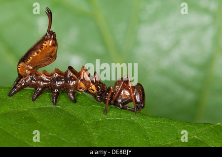 Espèce de homard, Caterpillar, mimétisme, camouflage, Buchen-Zahnspinner Buchenzahnspinner,,, Raupe Tarnung, Mimikry, Stauropus fagi Banque D'Images