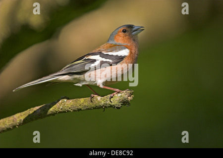 Chaffinch, homme, Buch-Fink singendes, Buchfink, Männchen, Fringilla coelebs Banque D'Images