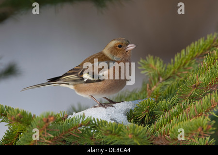 Chaffinch, homme, Buchfink, Buch-Fink, Männchen, Fringilla coelebs, hiver, neige, neige Banque D'Images