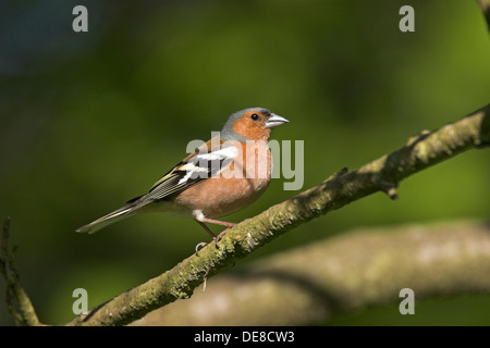 Chaffinch, homme, Buchfink, Buch-Fink, Männchen, Fringilla coelebs Banque D'Images