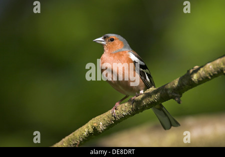 Chaffinch, homme, Buchfink, Buch-Fink, Männchen, Fringilla coelebs Banque D'Images